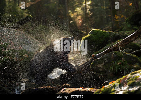 Orso bruno europeo / Braunbaer ( Ursus arctos ) si erge su un tronco di albero in un torrente selvaggio, scuotendo l'acqua dalla sua pelle, Europa. Foto Stock