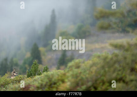 Il camoscio / camosci / Gaemse ( Rupicapra rupicapra ) si erge nel mezzo di coloratissimi ricca vegetazione alpina. Foto Stock
