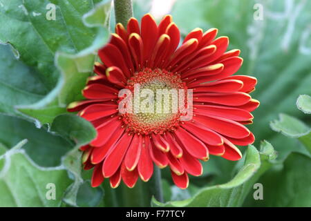 Red Daisy o noto come Gerbera jamesonii - esplosione di colori Foto Stock