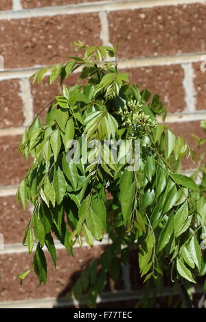 Impianto di Curry - Murraya Koenigii impianto contro un muro di mattoni Foto Stock