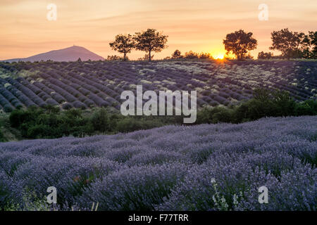Campo di lavanda , vicino Banon, tramonto, Vaucluse, Alpes-de-Haute-Provence, paesaggio, Mont Venteaux, Provenza, Francia Foto Stock