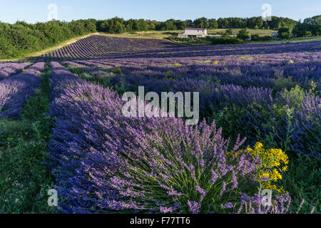 Campo di lavanda , Pays de Banon, distilleria, Vaucluse, Alpes-de-Haute-Provence, paesaggio, Provenza, Francia Foto Stock