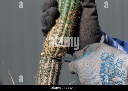 Vista ravvicinata di rotture di cactus (Echinopsis Trichocereus) spachia essendo tagliato dallo stabilimento principale per essere trasferiti in un altro vaso Foto Stock
