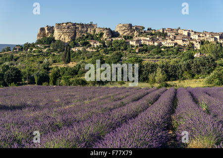 Vista del villaggio di Saignon con campo di lavanda in fiore, Provenza, Francia Foto Stock