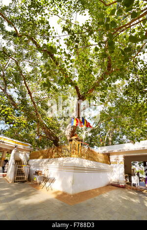 Sri Lanka - Anuradhapura, Sacro Sri Maha Bodhi Tree, UNESCO Foto Stock