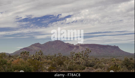 Guardando attraverso la Scenic Joshua Tree Forest in Arizona. Foto Stock