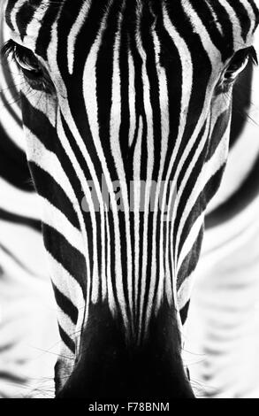 Ritratto di una zebra. In bianco e nero. Foto Stock