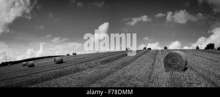 Immagine panoramica delle balle di fieno in North Devon, Inghilterra Foto Stock