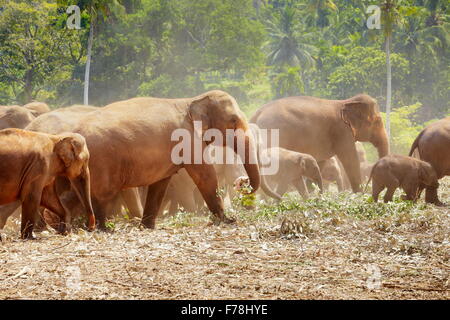 Orfanotrofio degli Elefanti di Pinnawela per wild elefanti asiatici, Sri Lanka Foto Stock