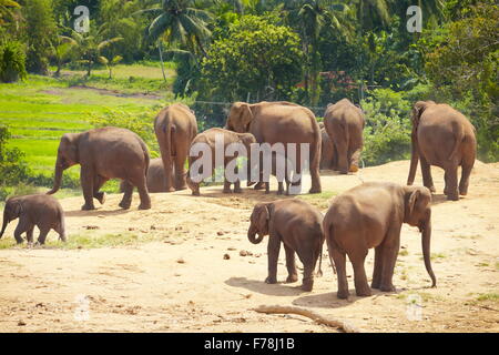 Orfanotrofio degli Elefanti di Pinnawela per wild elefanti asiatici, Sri Lanka Foto Stock