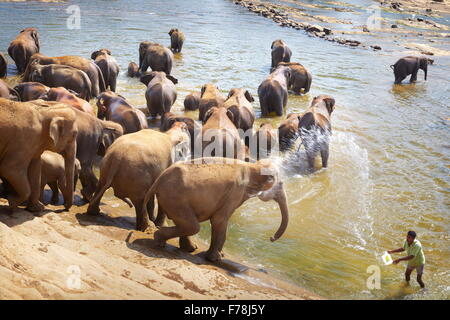 Sri Lanka - elefanti tenendo bagno nel fiume, l'Orfanotrofio degli Elefanti di Pinnawela Foto Stock