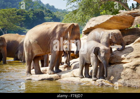 Sri Lanka - elefanti nel bagno, Orfanotrofio degli Elefanti di Pinnawela per wild elefanti asiatici Foto Stock