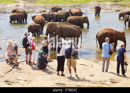 Sri Lanka - i turisti a guardare gli elefanti tenendo bagno nel fiume, l'Orfanotrofio degli Elefanti di Pinnawela per wild elefanti asiatici Foto Stock