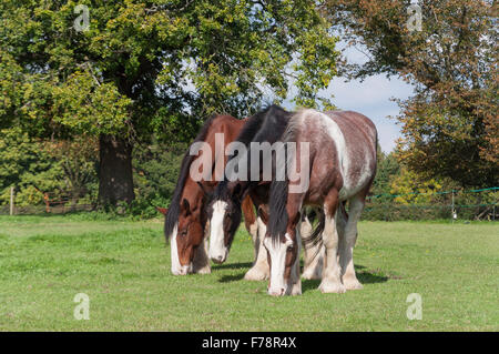 Progetto di cavalli pascolano in campo, Chiltern Open Air Museum, Chalfont St Giles Buckinghamshire, Inghilterra, Regno Unito Foto Stock