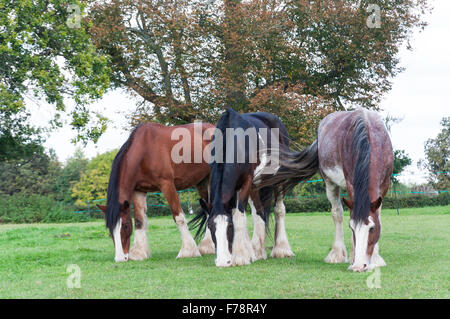 Progetto di cavalli pascolano in campo, Chiltern Open Air Museum, Chalfont St Giles Buckinghamshire, Inghilterra, Regno Unito Foto Stock