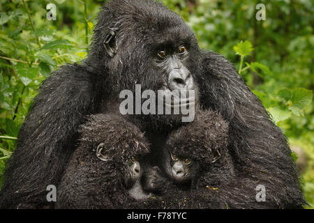 Close up Gorilla di Montagna (Gorilla beringei beringei) Twin Neonati Foto Stock