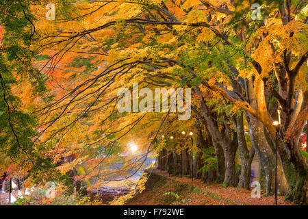 Maple corridoio vicino al Lago Kawaguchi in Giappone durante l'autunno. Foto Stock