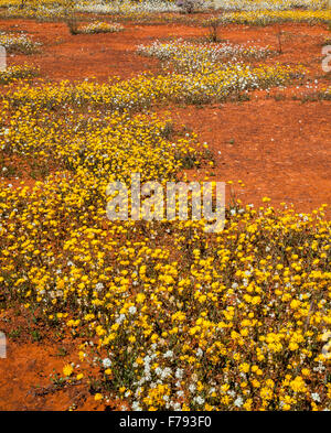 Australia, Australia occidentale, Mid West, Distretto di Murchison, display ricco di margherite Podolepis primavera fiori selvaggi vicino Mullewa Foto Stock