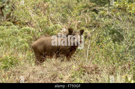 Cinghiale in foresta Foto Stock