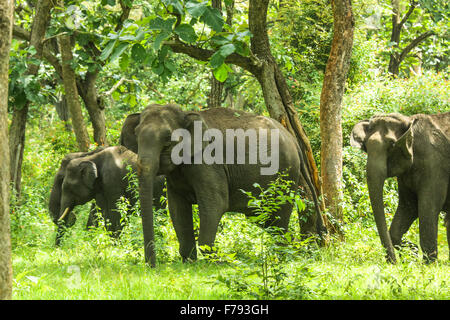 Aisan elephant group in Bandipur foresta, Karnataka Foto Stock