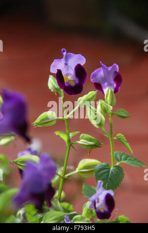 Fiori viola Foto Stock