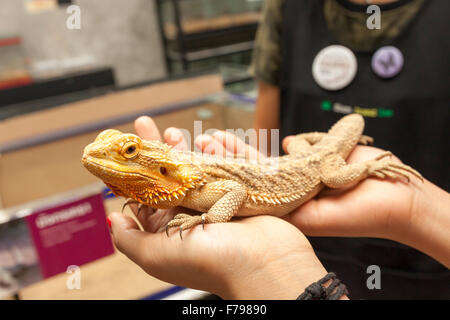 Grande giallo Iguana sulla mano umana . Foto Stock