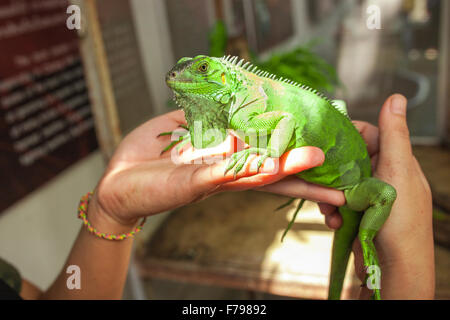 Grande iguana verde sulla mano umana . Foto Stock