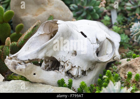 Teschio sul terreno in prossimità di cactus e rocce, closeup vista con il fuoco selettivo Foto Stock