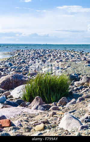 Stony riva del Mar Baltico, Paljassaare penisola, Estonia Foto Stock