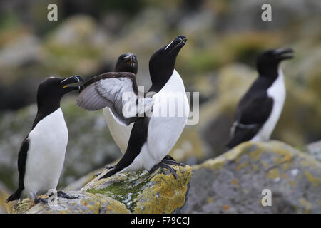 Razorbills nella colonia di allevamento, appoggiato su una roccia Foto Stock