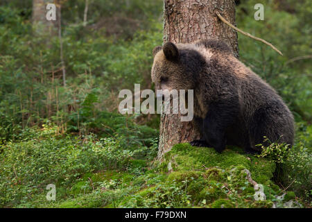 Carino giovane europeo brown Bear Cub ( Ursus arctos ) si erge su una roccia, guardando verso il basso, circondato da un ambiente naturale selvatico di bosco. Foto Stock