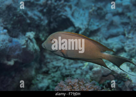 Striped bristeltooth, Ctenochaetus striatus, Acanthuridae, surgeonfish, Sharm el Sheikh, Mar Rosso, Egitto Foto Stock