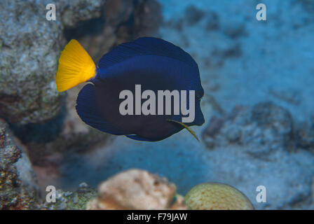 Limanda codolo o surgeonfish (Zebrasoma xanthurum), Acanthuridae, Sharm el Sheikh, Mar Rosso, Egitto Foto Stock