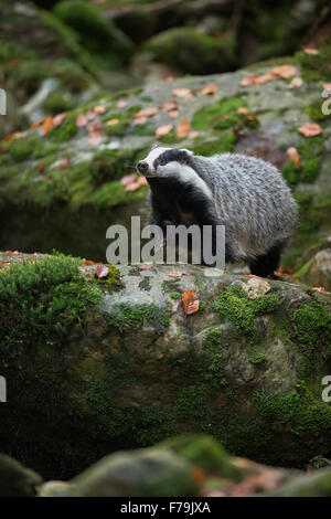 Unione Badger / Europäischer Dachs ( Meles meles ) allontanarvi intorno su alcune rocce nel mezzo di una latifoglie caducifoglie foresta. Foto Stock