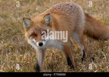 Red Fox rientrano Giappone fur wild zorro zorra Foto Stock