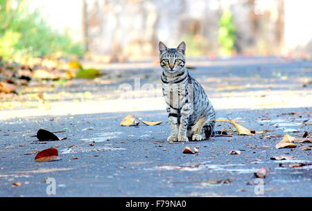 Un gatto in attesa per il pescatore sulla strada Foto Stock