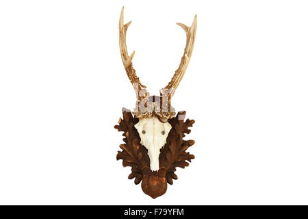 Capreolus (capriolo) roebuck trofeo di caccia isolate su sfondo bianco Foto Stock