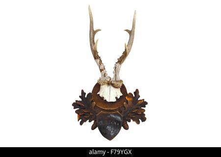 Roebuck trofeo di caccia isolate su sfondo bianco ( Capreolus ) Foto Stock