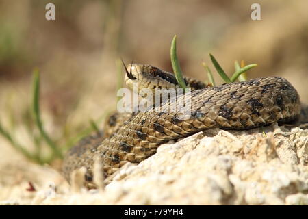 Il serpente più rari provenienti da Europa, maschio meadow viper ( Vipera ursinii rakosiensis ) Foto Stock