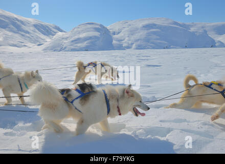 Cane slittino viaggio nel freddo inverno nevoso Foto Stock