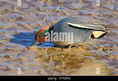 Eurasian Teal alimentando nel fango Foto Stock