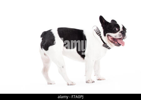 Happy dog fotografato in studio su sfondo bianco Foto Stock