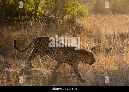 Vista laterale di un maschio di leopard a piedi nella bushveld Foto Stock