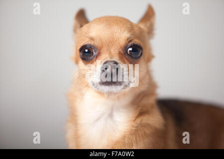 Happy dog fotografato in studio su sfondo bianco Foto Stock