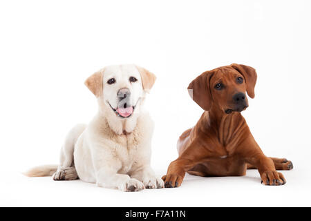 Happy dog fotografato in studio su sfondo bianco Foto Stock