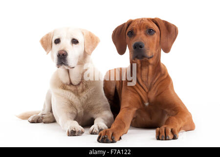 Happy dog fotografato in studio su sfondo bianco Foto Stock