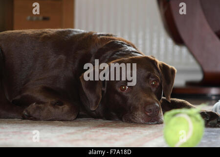 Marrone/rosso/chocolate labrador retriever cane stabilite in camera guardando la fotocamera con la sua palla da tennis in primo piano Foto Stock