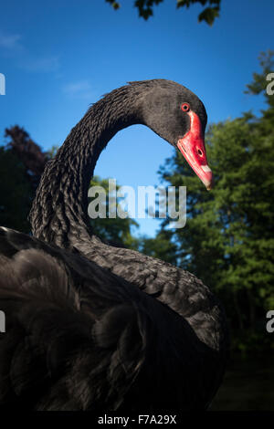 Una fotografia di un Black Swan (Cygnus atratus). Portrait de cygne noir (Cygnus atratus). Foto Stock