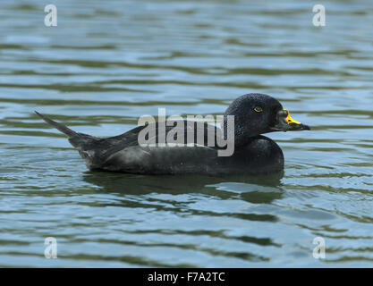 Orchetto comune - Melanitta nigra - maschio Foto Stock