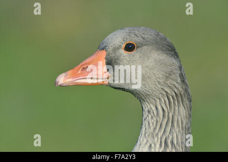 Oca Graylag - Anser anser Foto Stock